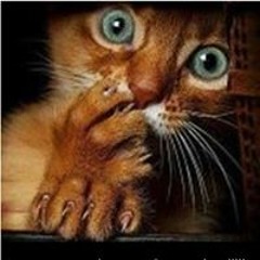 Manuel Methalie Papouche