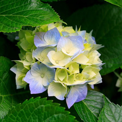 alabanzas gladys muñoz