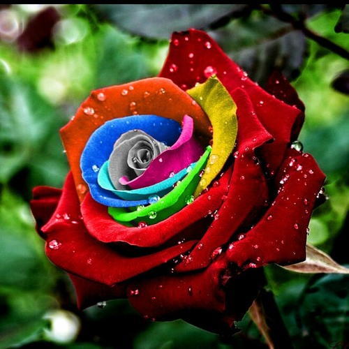 صوت في القلب