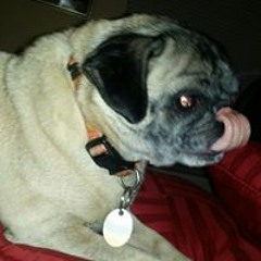 Chris Lester Borsellino