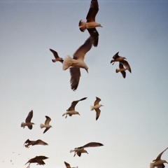 Felipe Narvaez Scraps