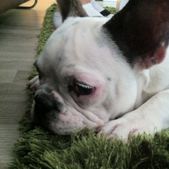 lino_