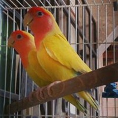 نعي شيخ مصطفى الموسى عن الزهراء