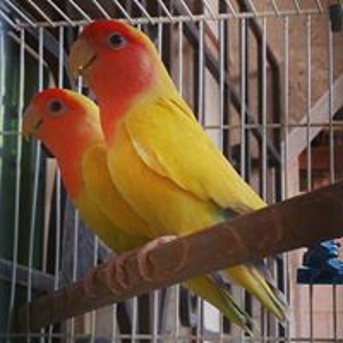 نعي شيخ مصطفى الموسى عن الزهراء