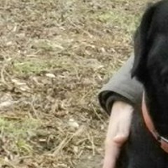 Robert TheHedgehog Jezyk