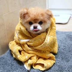 Diana Juarez Rodriguez 1