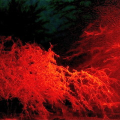 Ruby Red