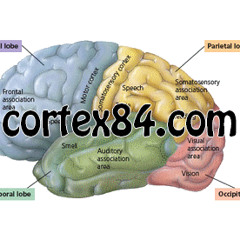 cortex84