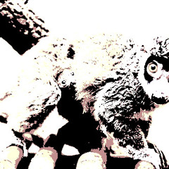 Mongoose-Jim