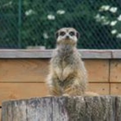 Mohamed Zaki Mohamed Zaki