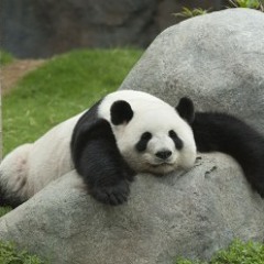Ed_the_Panda