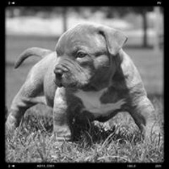 Kristopher Pritchett