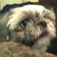 Stephanie Negliaccio