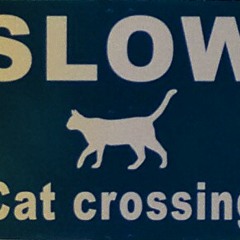 SLOW Cat Crossing