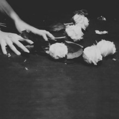 narcissus4913