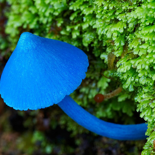 Looseleaf Spiced Tea by Sample Control