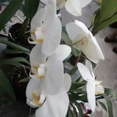 Liliana Usme Rubiano