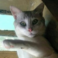 Jose Estillore Celmar