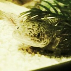 Florian van Hooijdonk