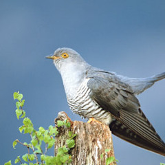 Malayalam Sing-along