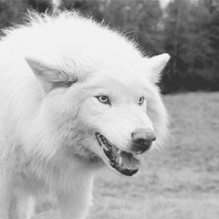 roseannacqandujar1987