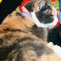 Dana McFadden Walters