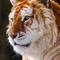 Lionnel Meson