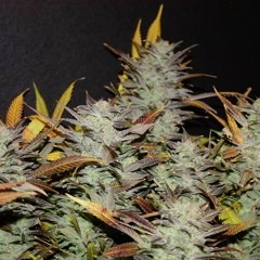 BOBBY OG
