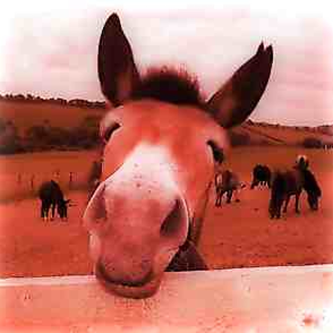 The mule free stream sale