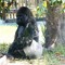 gorilladiaper