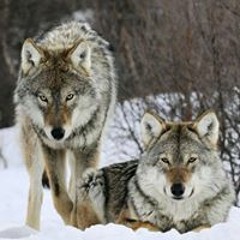 Justin Nainoa Gollero