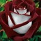 user383806680
