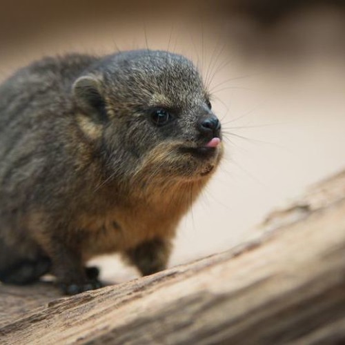 02 Love's Got Me High (TP's Classic Unreleased Extended Mix)