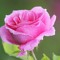 ❀♫ Ahmed Moatasem ♫❀