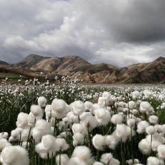 100 % cotton
