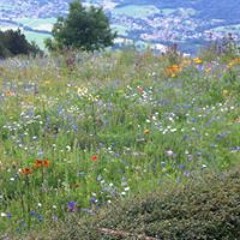 Christiane Krummenacker