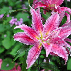 mayoya788