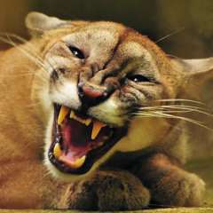 Liln Puma