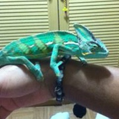 Breyner Ledesma Mosquera