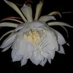 Maureen Mae Yu Beber