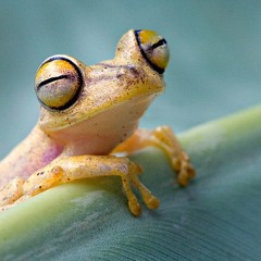 PsyFrog.