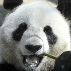 PeterthePanda