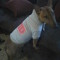 Iska Bull-Terrier