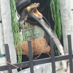 Ayse Dilruba Tanriseven