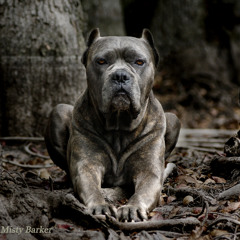 EpilepticProductions