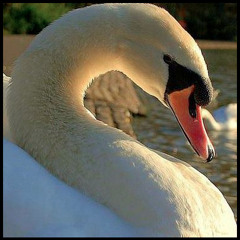Mr_Swan-Photographer