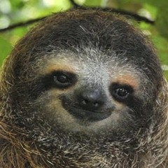 The Sloth 1000