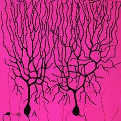 stainedneuron