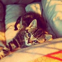 Harige Majesteit Trix