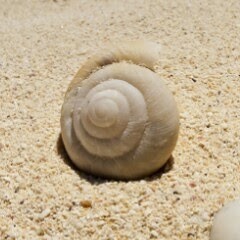 Francesco D'Antonio 2